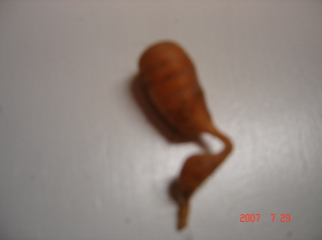 A carrot or a stomach?