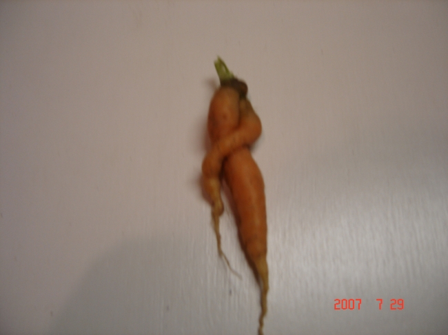 Twisted Carrot