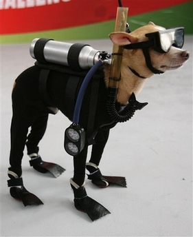 Cool looking scuba dog. 