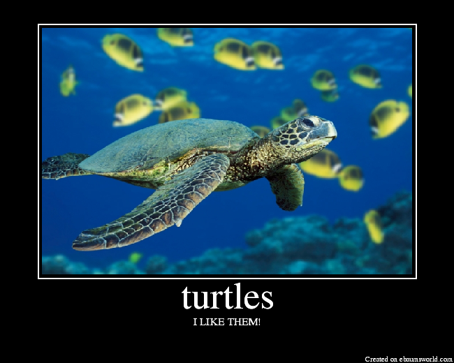 turtles - Picture | eBaum's World