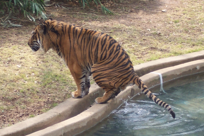 National Zoo male tiger enjoying sweet release.