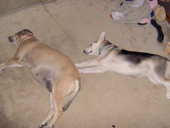 These sleeping dogs do a super dog pose.