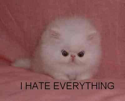 evil cats - hate everything cat - I Hate Everything