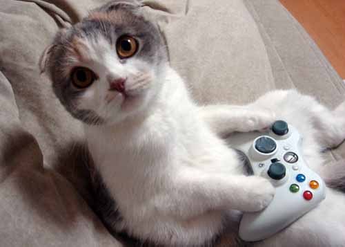 evil cats - cat playing xbox