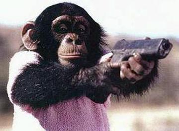 Angry chimpanzee shows you who's boss.