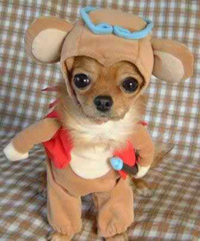 cute animals wearing ppl clothes