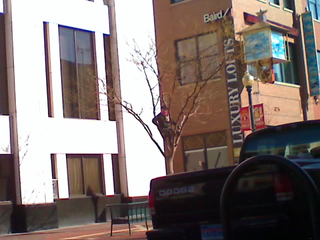 I saw this dude just sitting in a tree downtown. Perfectly motionless. After a while he got back down.