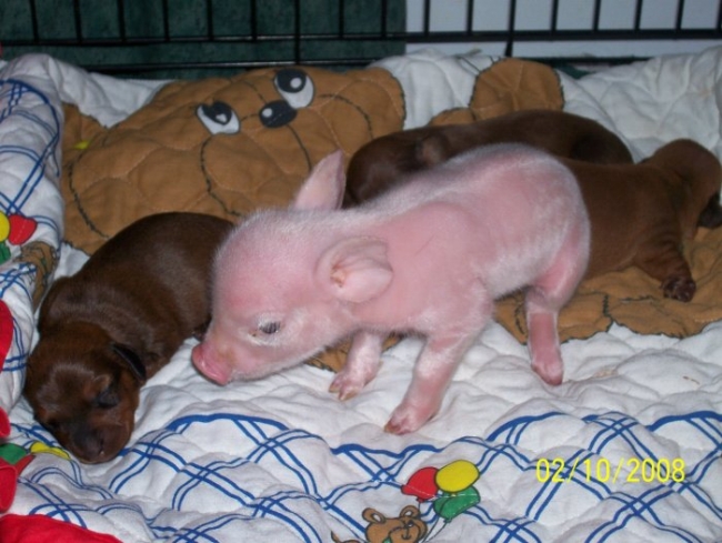 Piglet Orphan