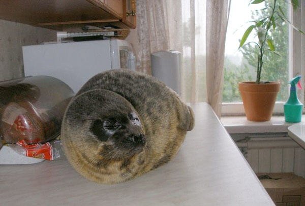 Pet Seal