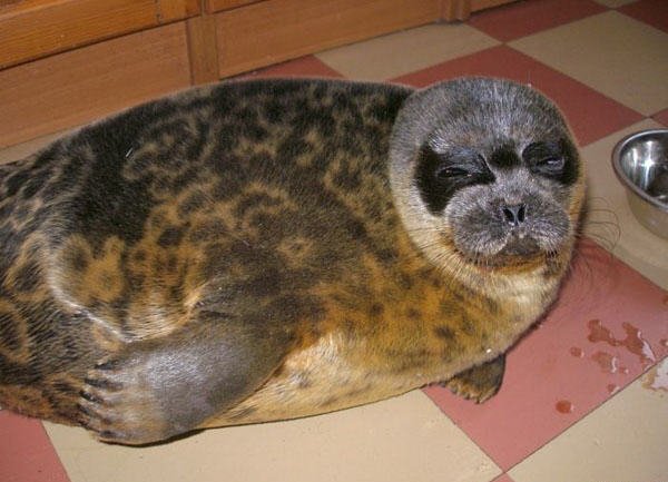 Pet Seal