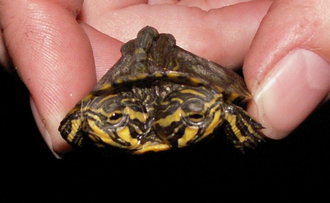 Two headed turtle found in pond in SC