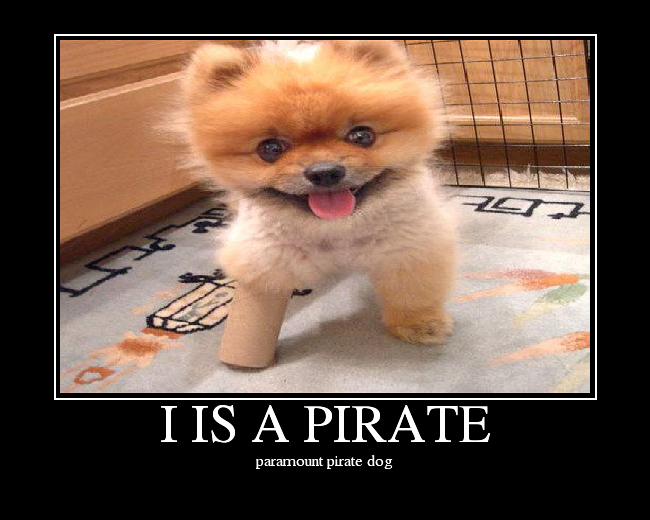 paramount pirate dog
