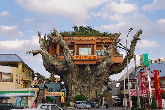 Restaurant In A Tree