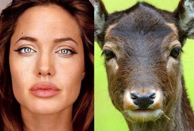 If celebrities Looked Like Animals
