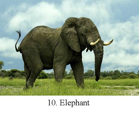 Top Ten Intelligent Mammals