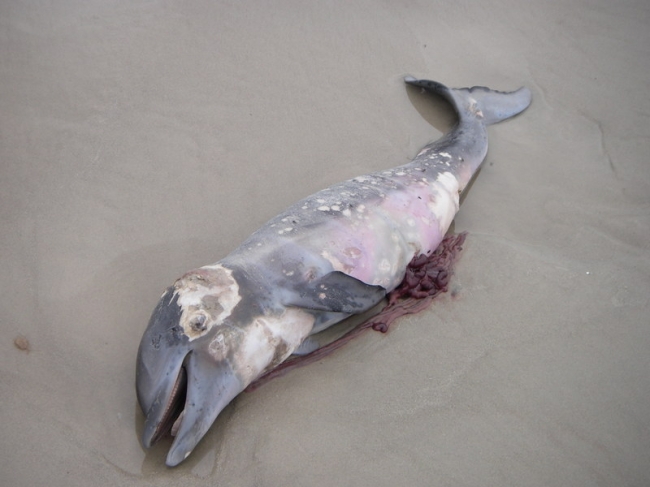 A dead dolphin washed up on shore at the beach