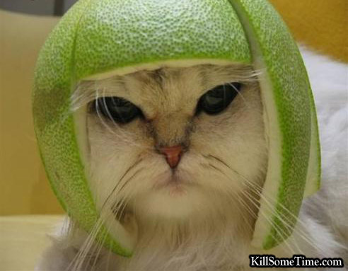 cat with a watermelon helmet