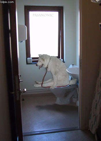 this dog can use a toilet?