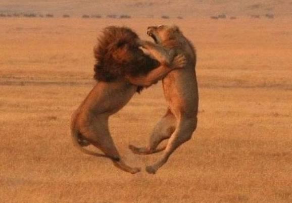 two lions fighting on Caturday