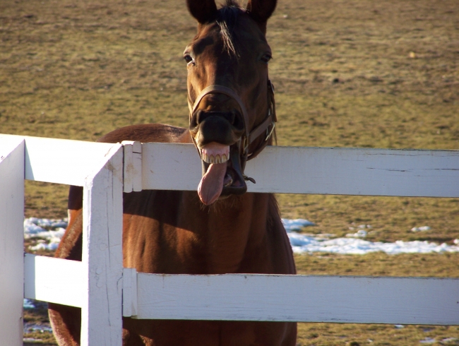 A nice smile of one of our horses....If someone calls you horse teeth this is what they are talking about!