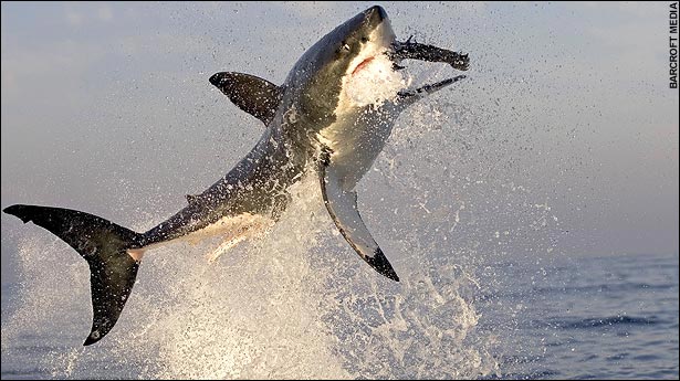 Great White Eating a Seal