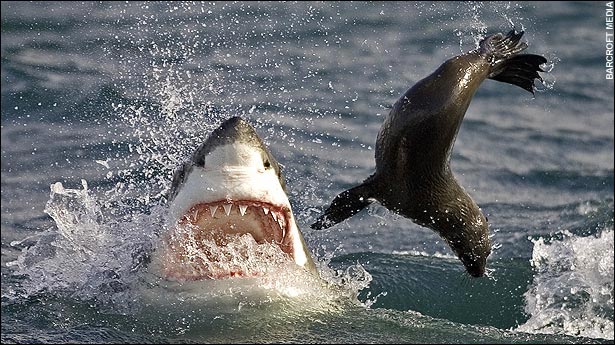 Great White Eating a Seal