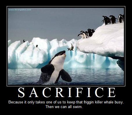 A De-Motivational poster I made. Sacrifice: Because it only takes one of us to keep that friggin killer whale busy. Then we can all swim.