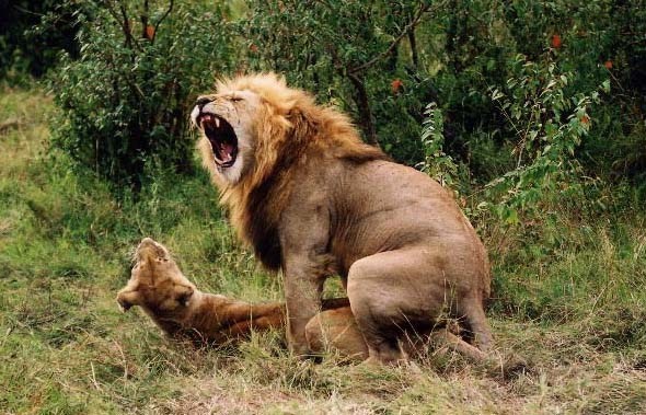 So that's why they call him the King of the Jungle