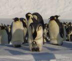Juggalo Penguin Gathering
