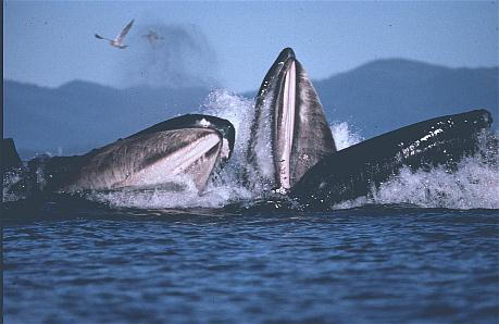 Whales