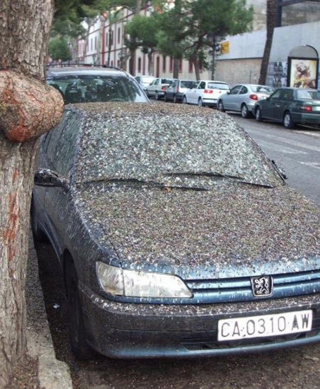 This is a good reason why you never park under a tree