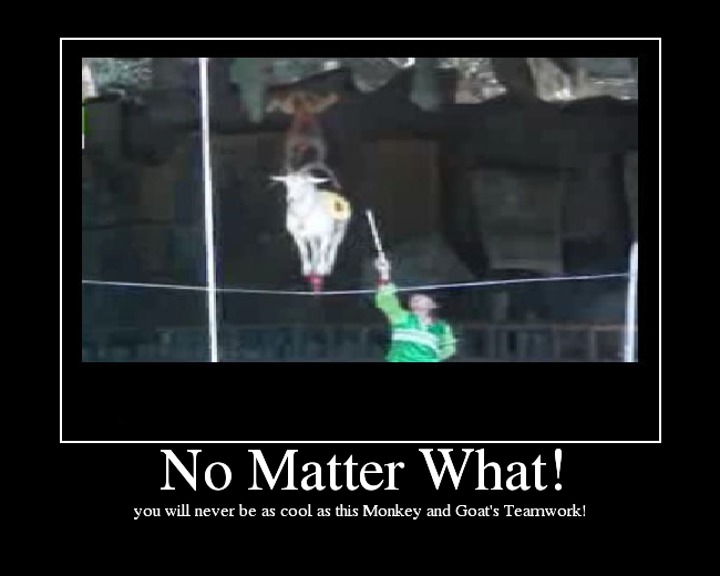 you will never be as cool as this Monkey and Goat's Teamwork!