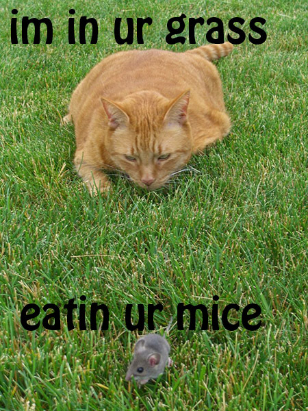 cat and mouse funny - im in ur grass eatin ur mice