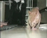 cats are assholes gif - themotong