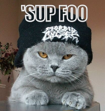 funny cat - "Sup Foo 21
