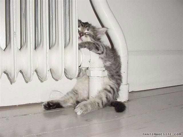 cat radiator sleeping - Thatimagesite.Com