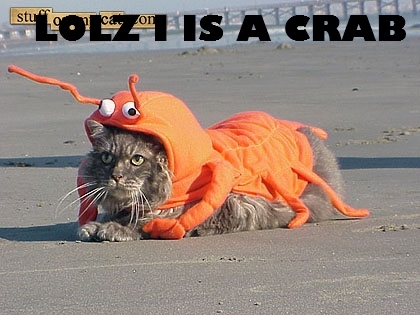 orange - Lolzi Is A Crab