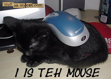kiwi - stuff on my cat.com Microso! T Is Teh Mouse
