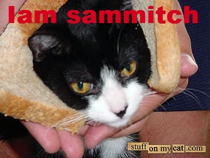 cat - lam sammitch stuff on my cat.com