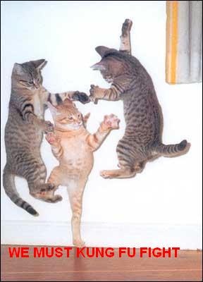 cat funny dance - We Must Kung Fu Fight