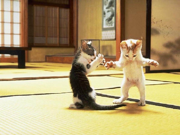 kung fu kitten