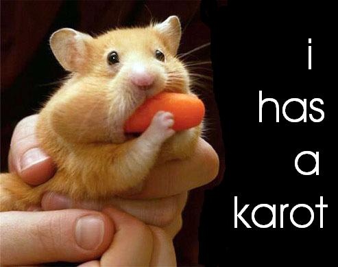 funny hamster