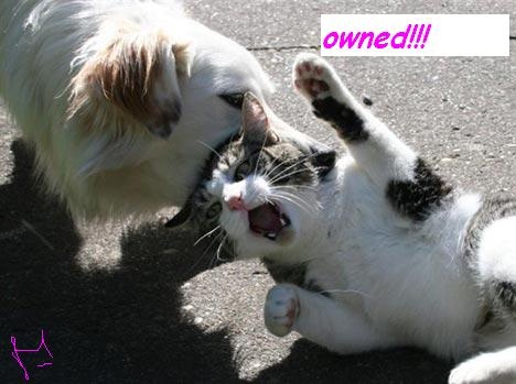 cat attacks funny - owned!!!