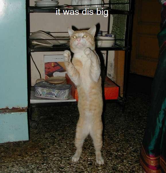 standing cat - it was dis big