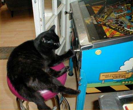 cat playing pinball - Faq Fees