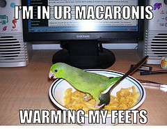 im in ur - I'M In Ur Macaronis Warming My Feets