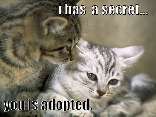 cats in love - i has a secret... you is adopted