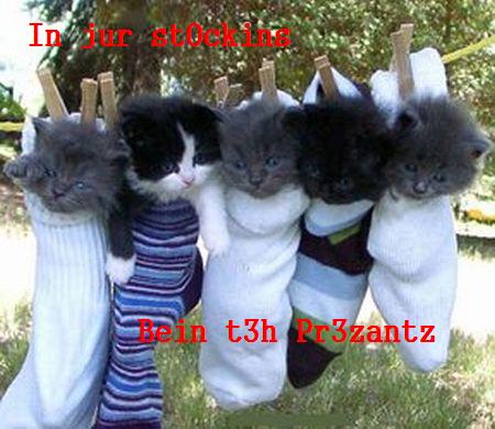 animals in socks - Inte Spin t3h Rr3zantz