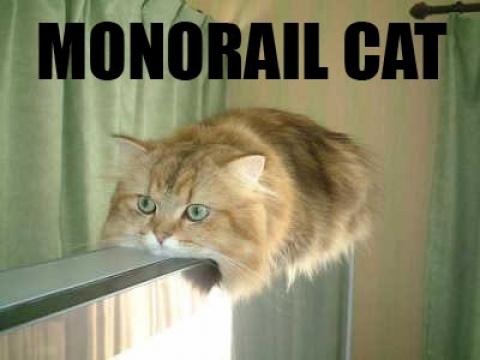 funny cats - Monorail Cat
