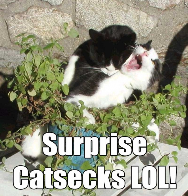 cat vamp - Surprise Catsecks Lol!